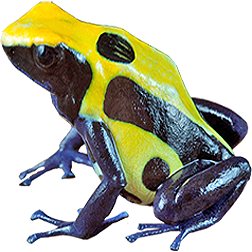 Nikita Poison Dart Frog